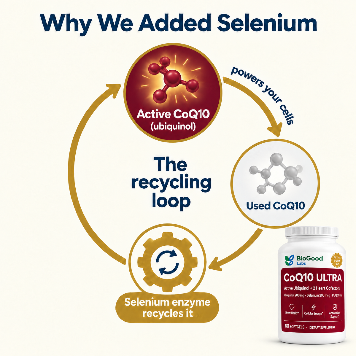 Selenium recycles CoQ10 back to its active form